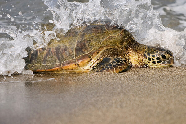 POI1_Tartarughe Caretta Caretta