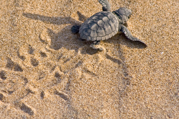 POI2_Tartarughe Caretta Caretta